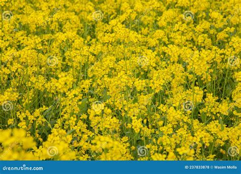Bloom Mustard Flowers Beautiful Scenery In The Field Stock Photo