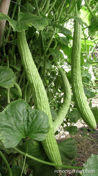 Sweet Armenian Heirloom Cucumbers Renees Garden Seeds