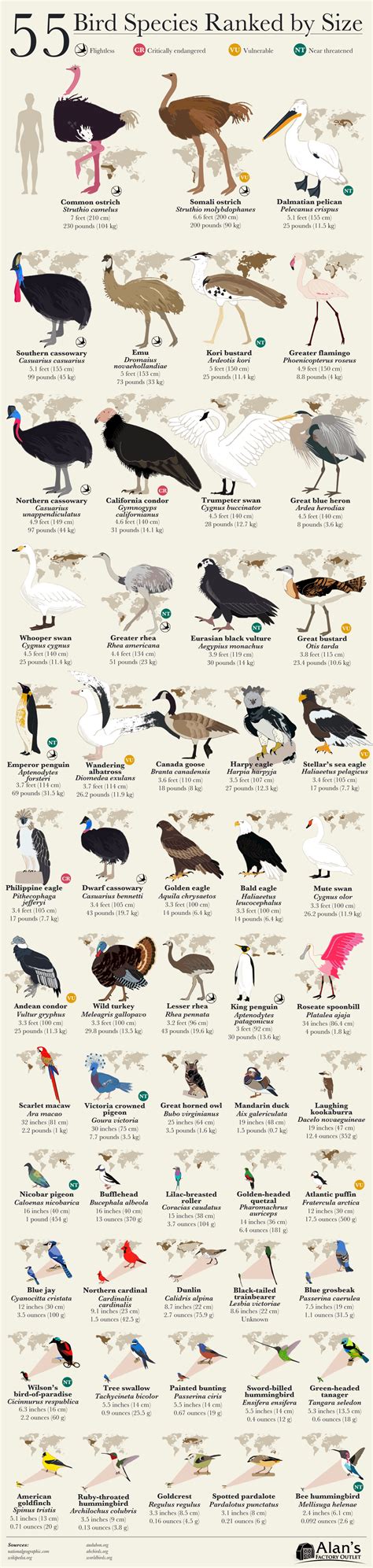55 Amazing Birds Ranked By Size Daily Infographic