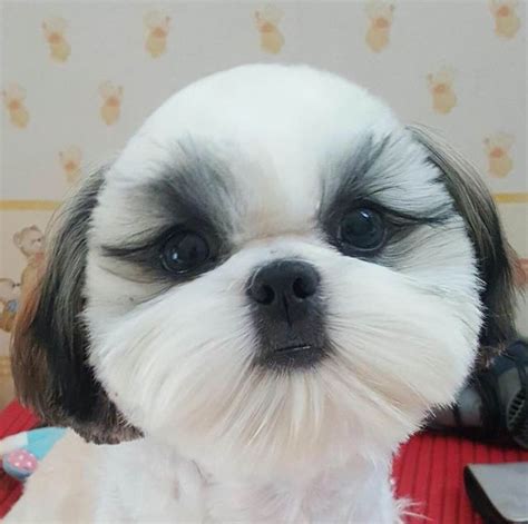 89 Best Shih Tzu Hair Styles Images On Pinterest Shih Tzus Fluffy