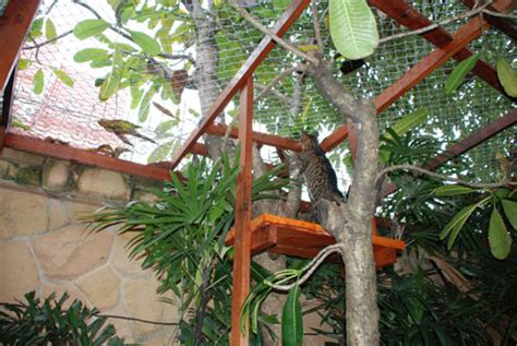 Cat Enclosure For House In Bangkok Thai Garden Design
