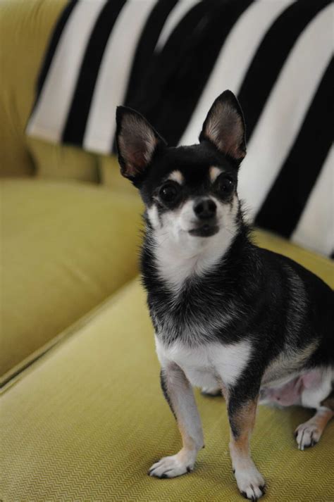 Boston Terrier Chihuahua Mix Black And White Img Poof