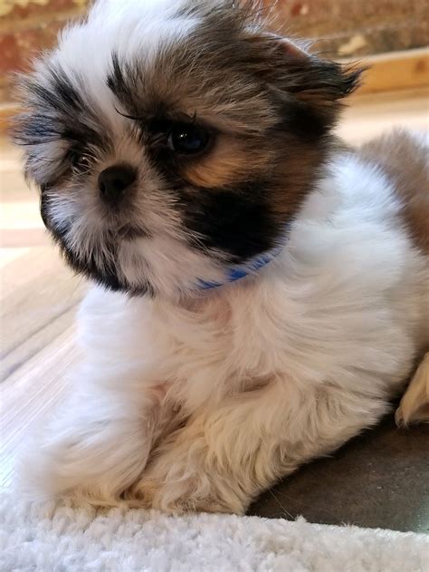 Fluffy Baby Shih Tzu Shih Tzu Dog