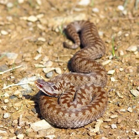 Common Adder Stock Photos Royalty Free Common Adder Images Depositphotos