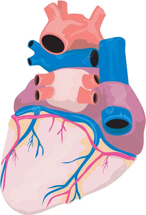 Corazón órgano Retro Ilustraciones Anatomía Ilustración Vector Png