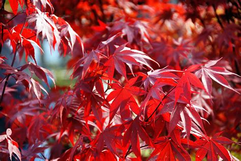 Fireglow Upright Red Japanese Maple New Life Nursery