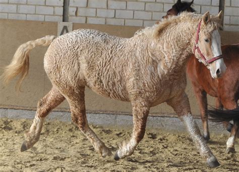 Bashkir Curly Horses Are Hard To Miss Their Characteristic Curly Coats