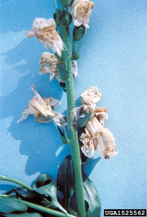 Check spelling or type a new query. gray mold (Botrytis cinerea ) on snapdragon (Antirrhinum ...