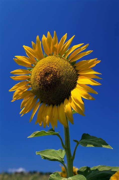 Sunflower Photos Thriftyfun