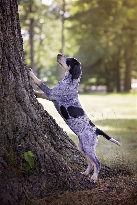 The Bluetick Coonhound A Complete Guide Doggie Designer