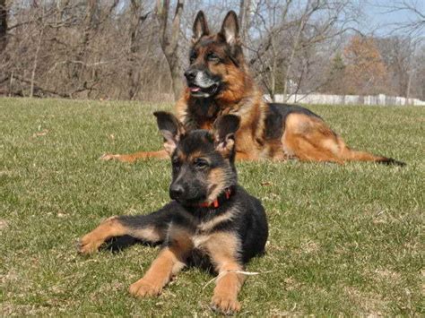 According to the fci, the breed's english language name is german shepherd dog. German Shepherd Puppies Central Illinois | PETSIDI