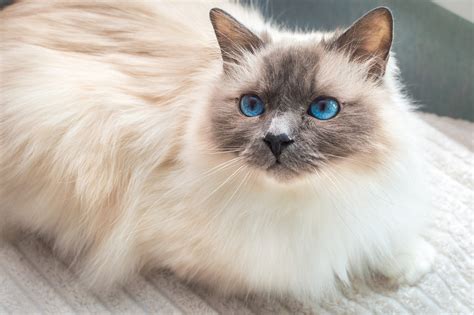 Birman Cat Breed This Sacred White Wonder Descends From Legend