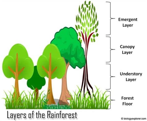 Layers Of The Rainforest Rainforest Animals Biology Explorer