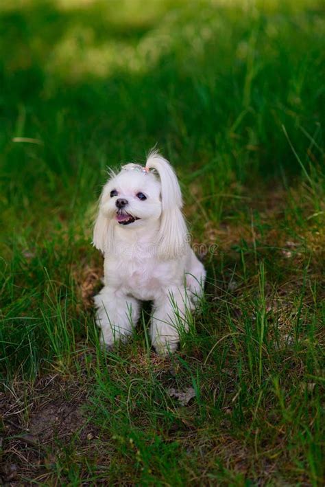 White Maltese Dog In The Grass Outdoors Stock Photo Image Of Nose