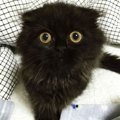 This Poor Cat Looks Like Its Terrified All The Time 15 Pics