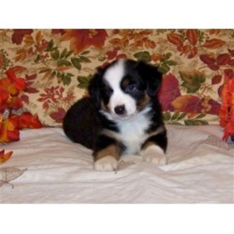 As mentioned before, the australian shepherd actually originated in the united states, not australia. Miniature Australian Shepherd (Aussie) breeders in North ...