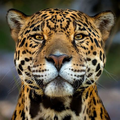 It is also the most endangered big cat. The jaguar is the third-largest wild cat in the world and ...