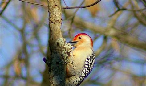 Indy Parks Nature Blog Common Feeder Birds Red Bellied Woodpecker
