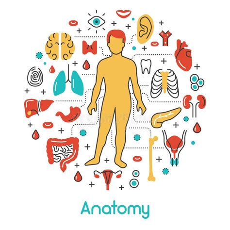 Anatomy Thin Line Icons Set With Human And Internal Organs Stock Vector