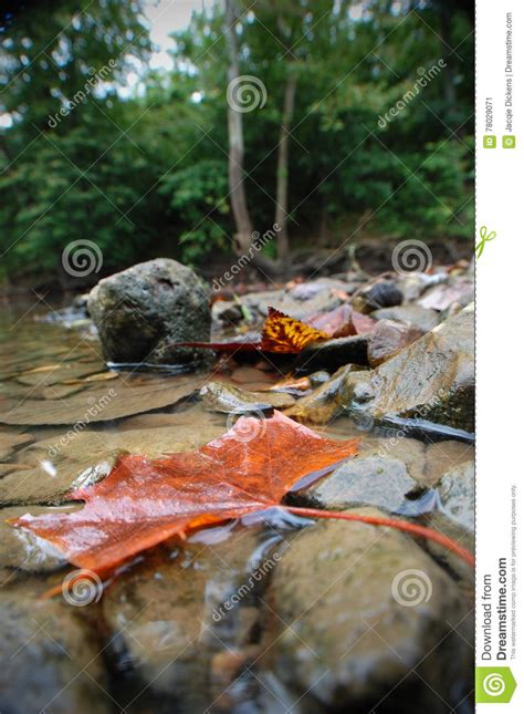 Autumn Leaves And River Rocks Stock Image Image Of Wedged Leaf 78029071