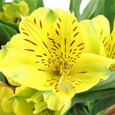 Скачивай и слушай coldplay yellow и yellow coldplay на zvooq.online! Yellow Alstroemeria | Florabundance Wholesale Flowers