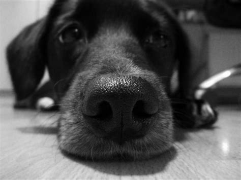 Sad Dog Free Photo Download Freeimages