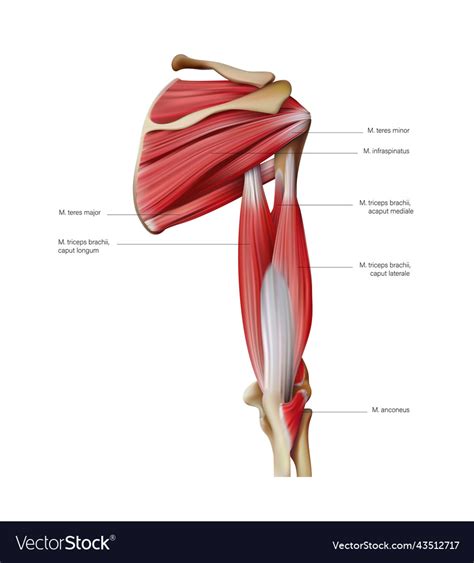 Anatomy Of The Muscles Of The Human Shoulder Vector Image