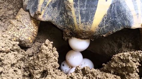 Best Tortoise Breeding Including Information Pictures 2020