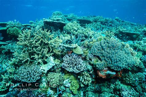 Pristine Coral Reef Composed Of Many Species Of Hard Coral Wakaya