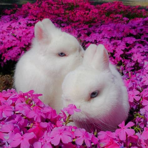 Cherry Blossom Rabbitry