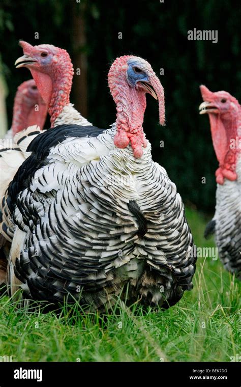 Male Domestic Turkey With Females Meleagris Gallopavo At Poultry Farm