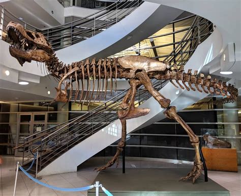 This T Rex Skeleton At Uc Berkeley Is One Of The Most Complete Ones To