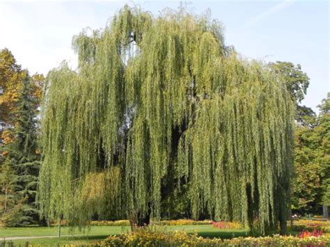 2 Weeping Willow Bareroot Trees Ready To Plant Beautiful Arching Canopy
