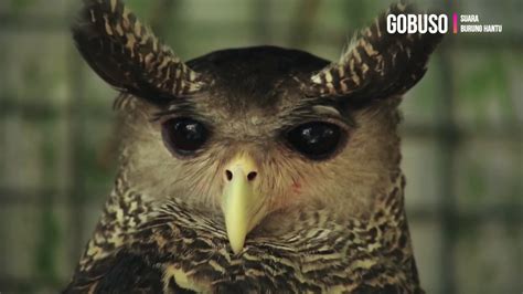 Nama ilmiahnya adalah prinia familiaris. Owl - Suara Burung Hantu Liar Di Hutan Belantara Nusantara ...