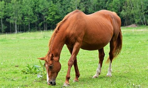 Pregnancy In Horses Veterinarian In Fall City Wa Red Rock Equine