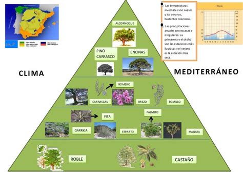 Clima Mediterráneo