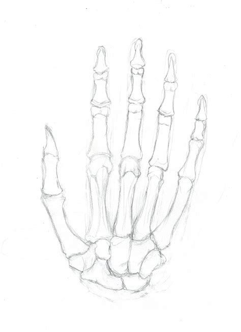 A Free Worksheet Anatomy Of The Hand