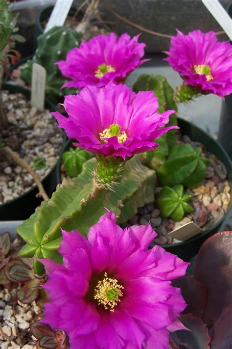 Oregon Cactus Blog Echinocereus Flower