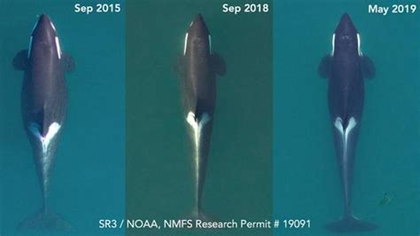 Two Southern Resident Orcas Are Missing Feared Dead Komo