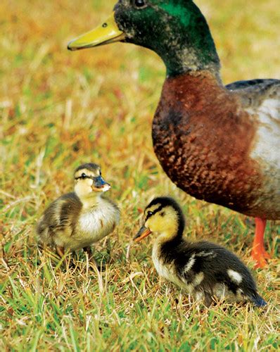 Green Winged Teal Duck And 2 Ducklings So Cute Suzanne Clute Flickr
