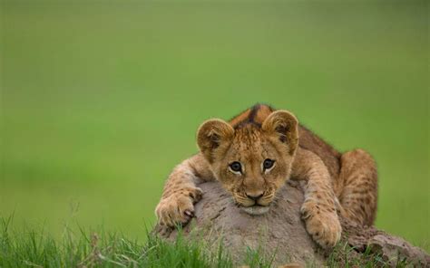 Cute Lion Wallpapers Wallpaper Cave
