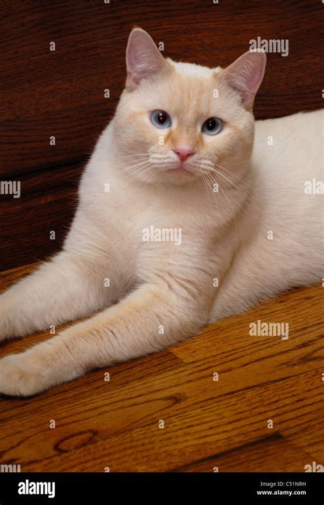 A Portrait Of A Flame Point Siamese Cat Otherwise Known As An Stock