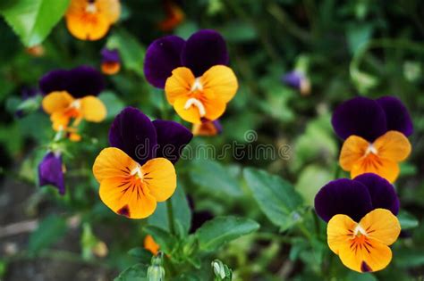 Beautiful Colorful Pansy Blooming Flowers Growth In The Garden Stock