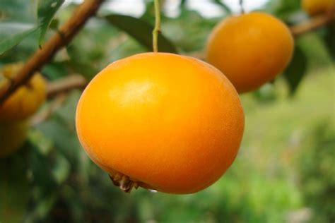 Frutas Brasileir Ssimas Que Voc Pode Encontrar Na Mata Atl Ntica