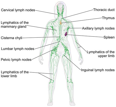 173 Lymphatic System Human Biology