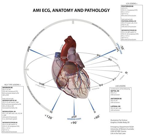 Pin On Physiology