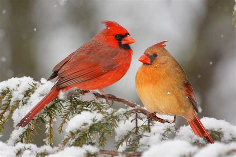 Cardinal Pair Photograph By Alan Lenk