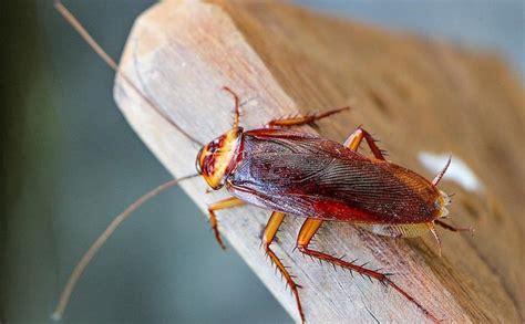 Cockroaches Extermination Calgary Pest Control