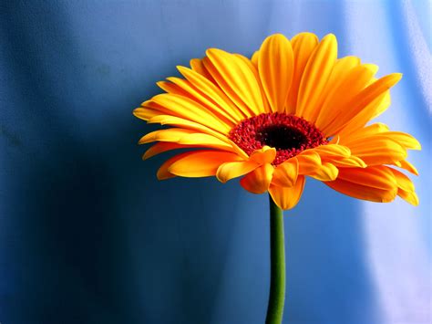 Orange Flowers Wallpaper Hd Pictures One Hd Wallpaper Pictures