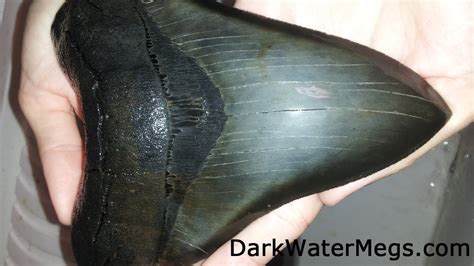 6 Inch Megalodon Tooth Fanned Up From The Deep Youtube